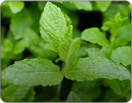 Mint